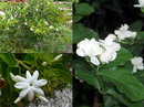Arabian jasmine